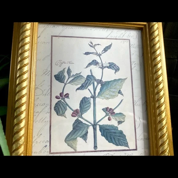 Vintage Custom Framed Botanical Illustration Print Coffee Tree - Picture 4 of 11